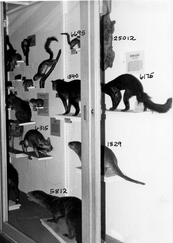 Media type: image; Mammalogy 6695 shows cataloged_item 25012 documents cataloged_item 1840 shows cataloged_item 6175 shows cataloged_item 6315 shows cataloged_item 1829 shows cataloged_item 5812 Description: Historic exhibit case showing various south american mammals.;